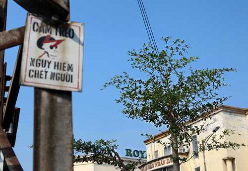 hn: ky la hang tram cay xanh trong duoi duong dien cao the hinh anh 4