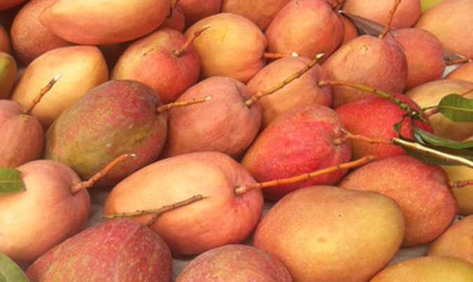 Xoài Đài Loan đỏ, một trong 3 sản phẩm chủ lực của HTX xoài Suối Lớn chuẩn bị xuất khẩu sang thị trường Australia.