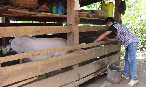 Không có đường đi nên bà con Pá Mị nuôi gia súc, già cầm không bán được, đợi Tết mới giết thịt. Ảnh: Hồng Vân