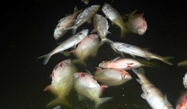 Cá chết có nhiều loại, thậm chí có cả loại cá khỏe mạnh như cá chim.