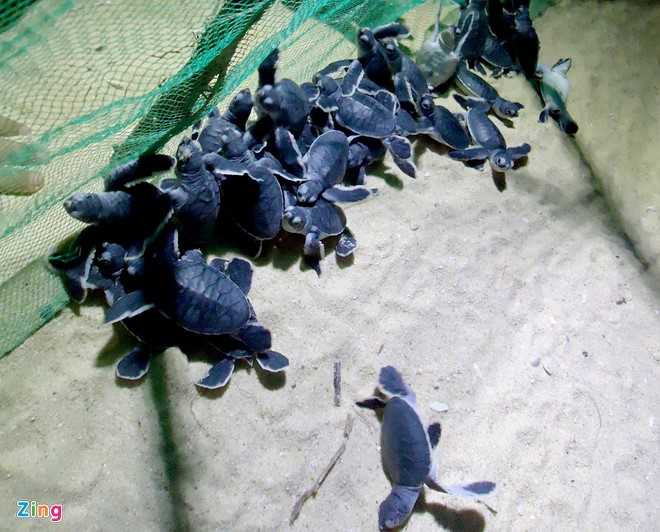 Ca lang chai cham soc rua quy de trung hinh anh 2