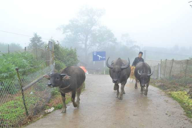 Người dân Sa Pa “sơ tán” trâu xuống vùng thấp tránh rét hại - Ảnh: HỒNG THẢO