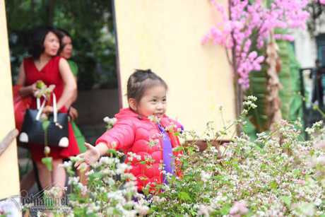 Selfie ben rung hoa tam giac mach giua Ha Noi - Anh 8