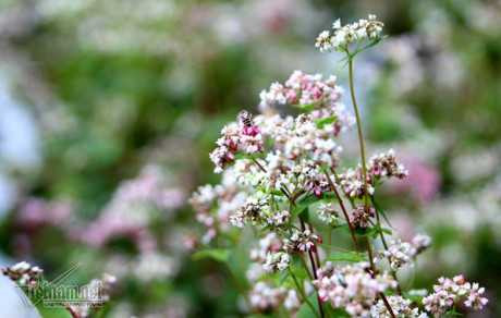 Selfie ben rung hoa tam giac mach giua Ha Noi - Anh 9