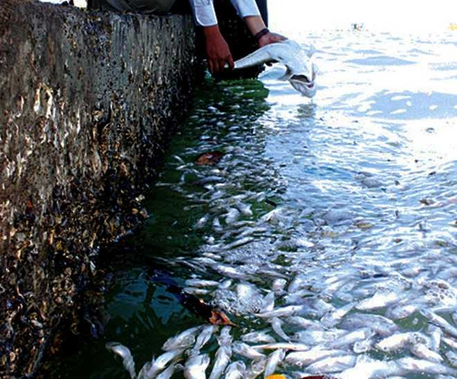 Ca chet hang loat o Khanh Hoa do thuy trieu do hinh anh 1