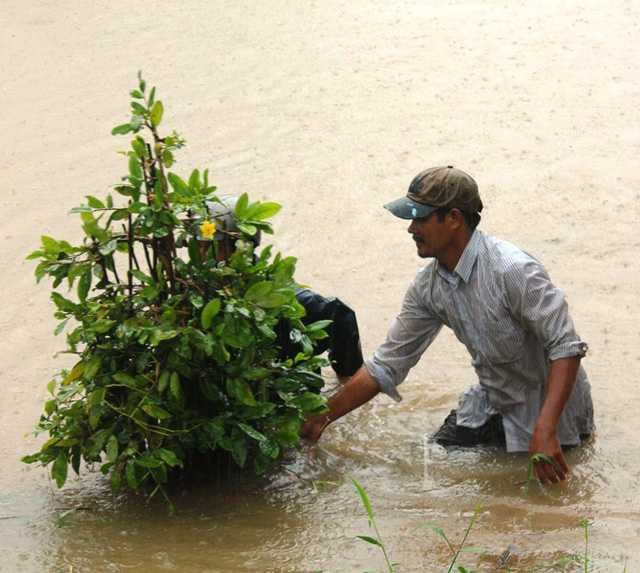 Bất chấp nước lũ chảy xiết người dân ngâm mình trong lũ cứu mai