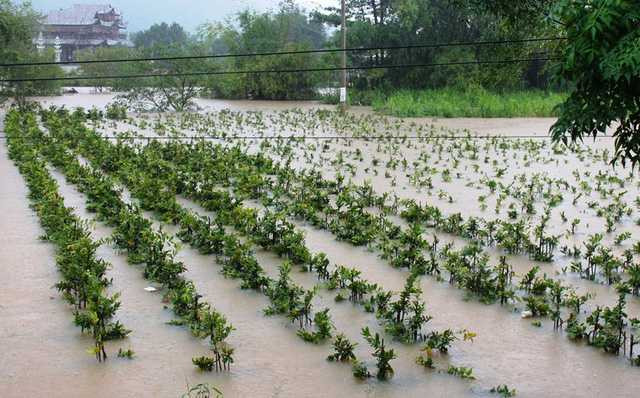 Nhiều vườn mai Tết ở Nhơn An bị ngập sâu trong nước lũ