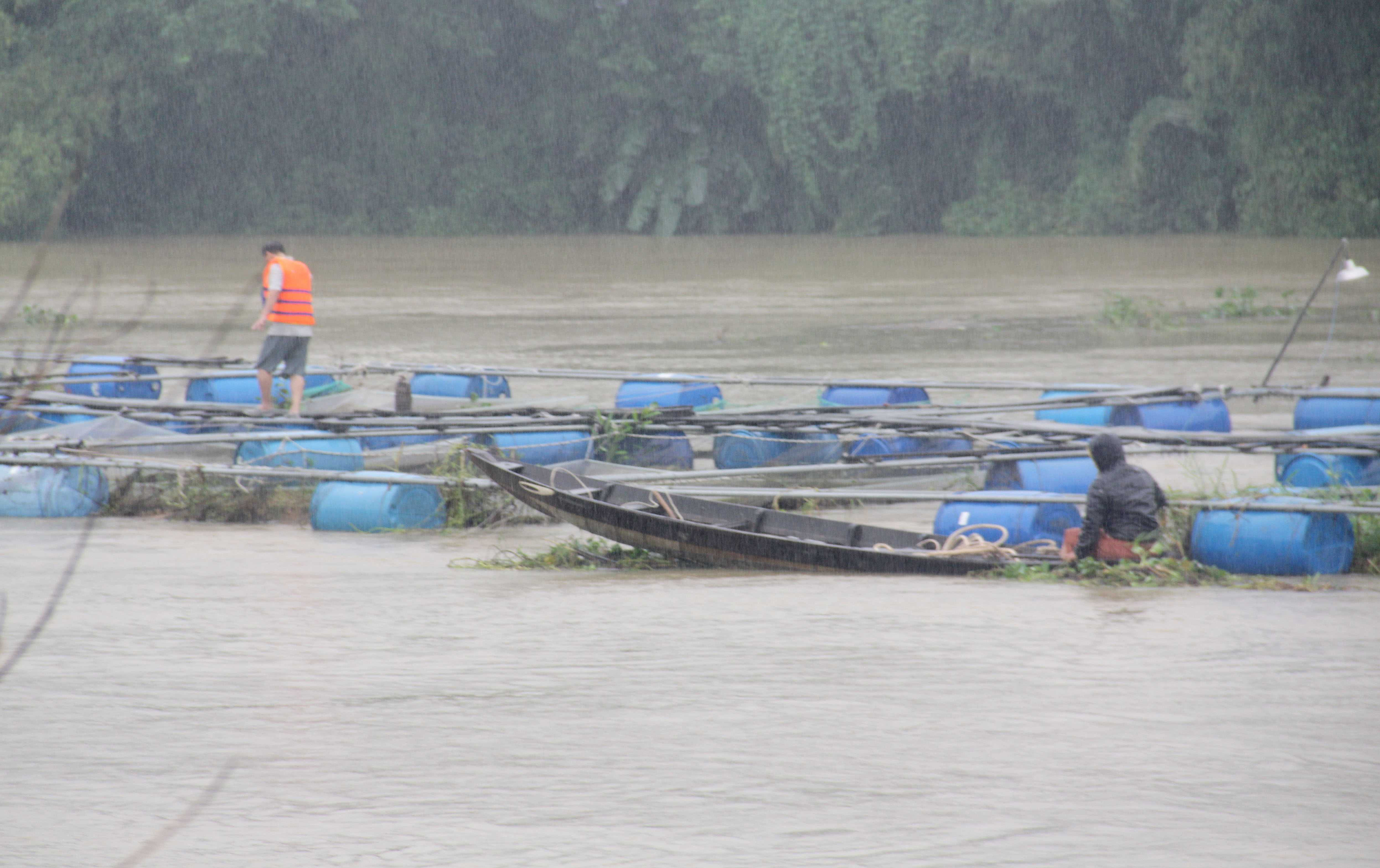 Xả lũ trước khi địa phương nhận thông báo, hộ nuôi cá ven sông thiệt hại nặng - ảnh 1