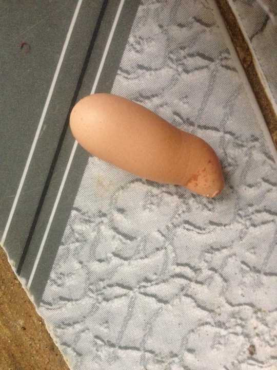 Quả trứng gà trông rất lạ mắt