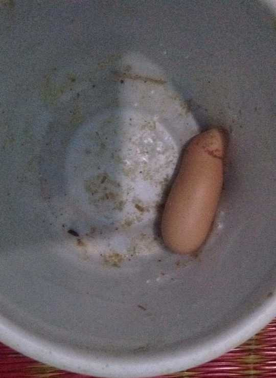 Giống chú heo con đang ngủ