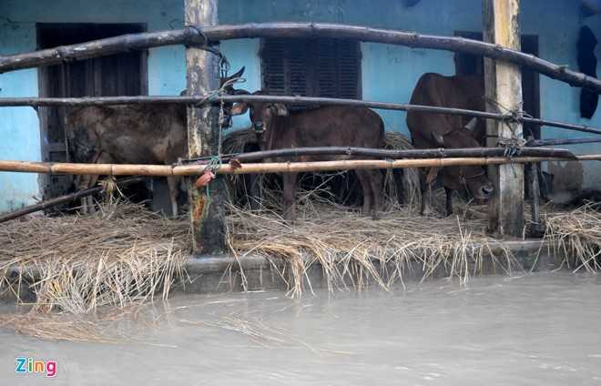 Dan Quang Ngai ganh hai tran lu trong mot ngay hinh anh 9