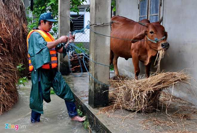 Dan Quang Ngai ganh hai tran lu trong mot ngay hinh anh 8