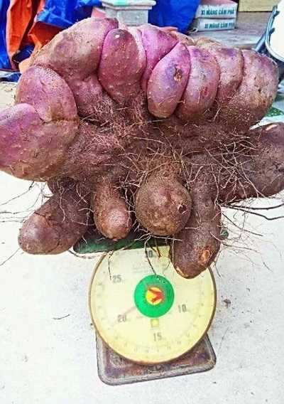 Củ khoai mỡ ông Sơn đào được trong vườn nhà nặng 21 kg. Ảnh: Thái Hà.