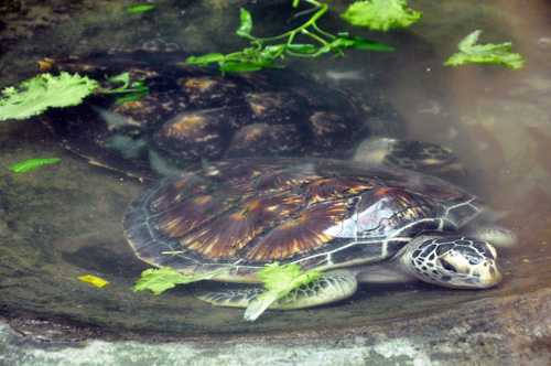 tan thay tran vang to nhu “cot dinh” giua sai gon hinh anh 15