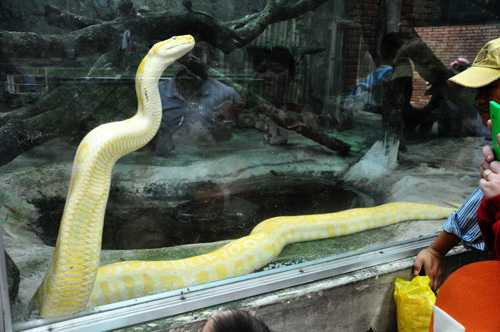 tan thay tran vang to nhu “cot dinh” giua sai gon hinh anh 3