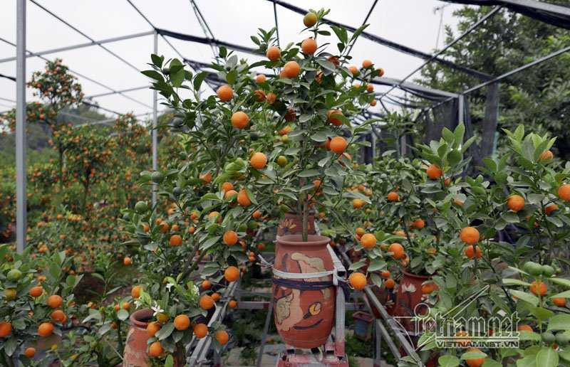 Hà Nội: Quất Tết chết khô, chất đống bên đường