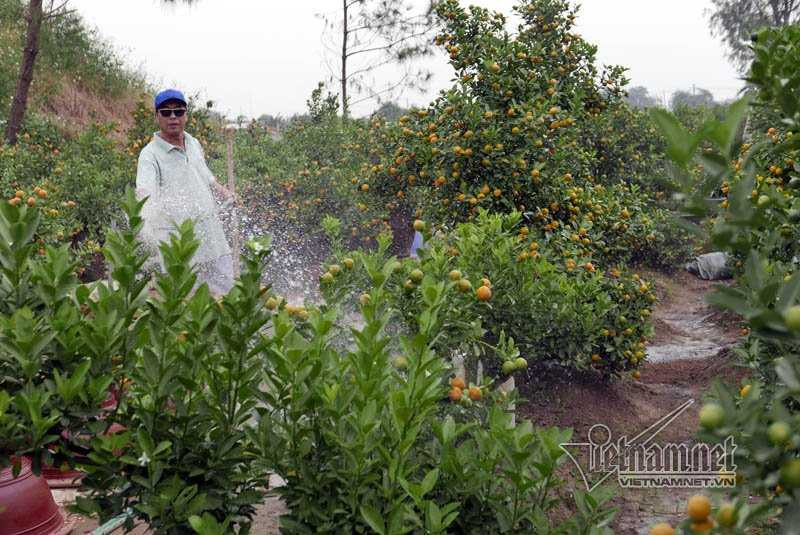 Hà Nội: Quất Tết chết khô, chất đống bên đường