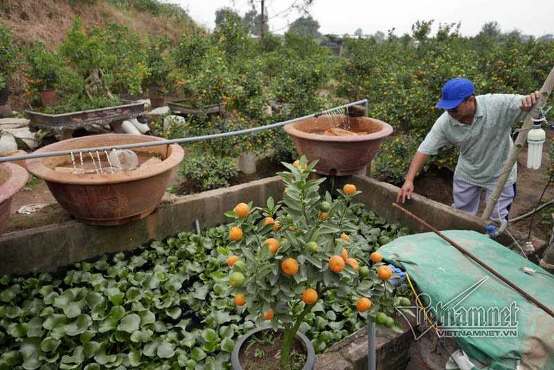 Hà Nội: Quất Tết chết khô, chất đống bên đường