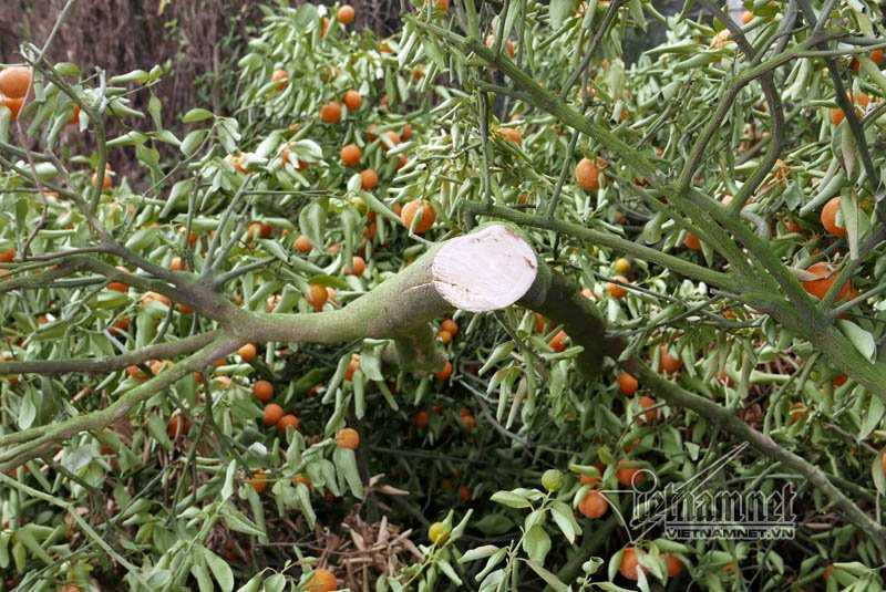 Hà Nội: Quất Tết chết khô, chất đống bên đường