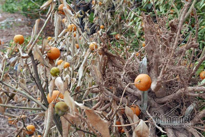 Hà Nội: Quất Tết chết khô, chất đống bên đường