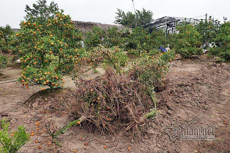 Hà Nội: Quất Tết chết khô, chất đống bên đường