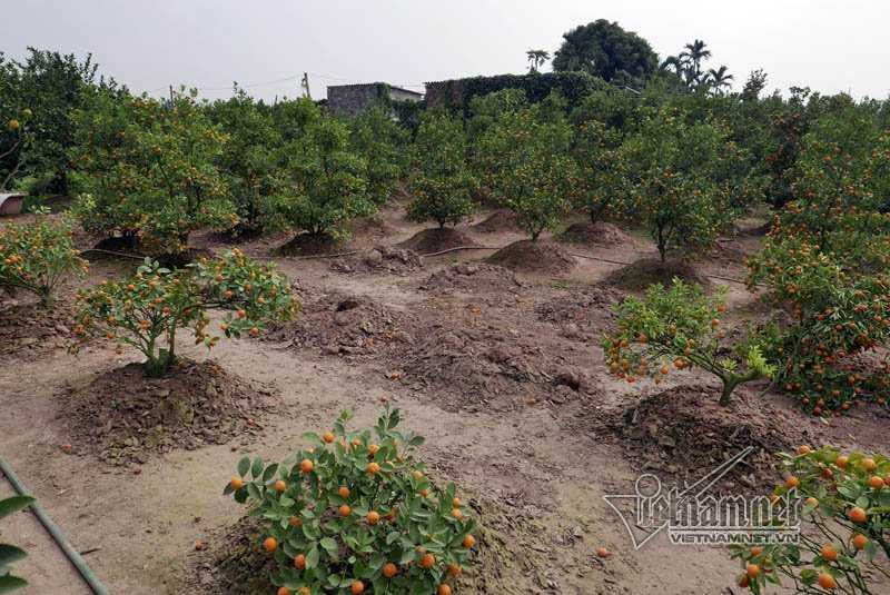 Hà Nội: Quất Tết chết khô, chất đống bên đường