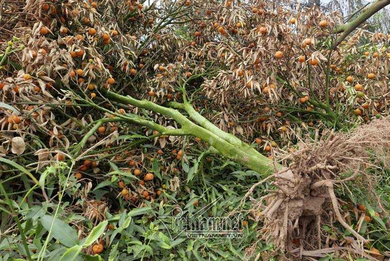 Hà Nội: Quất Tết chết khô, chất đống bên đường