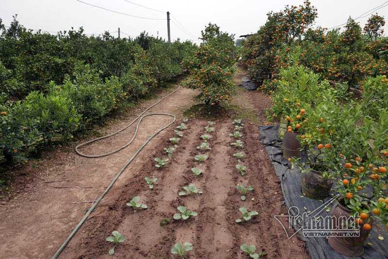 Hà Nội: Quất Tết chết khô, chất đống bên đường