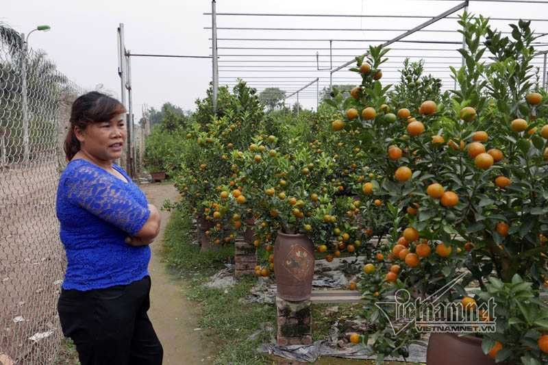 Hà Nội: Quất Tết chết khô, chất đống bên đường