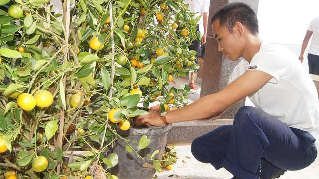 Chậu quất mang không khí xuân đến Trường Sa
