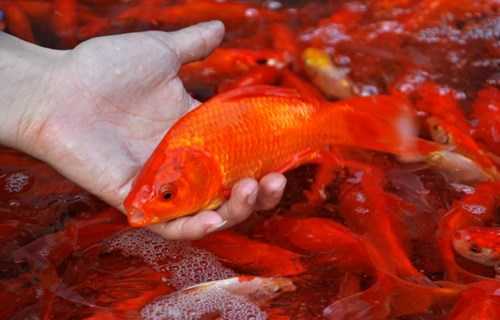 cach-chon-ca-cung-ong-cong-ong-tao-1