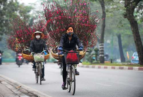 Mien-Bac-don-Tet-trong-tiet-troi-am-ap-1