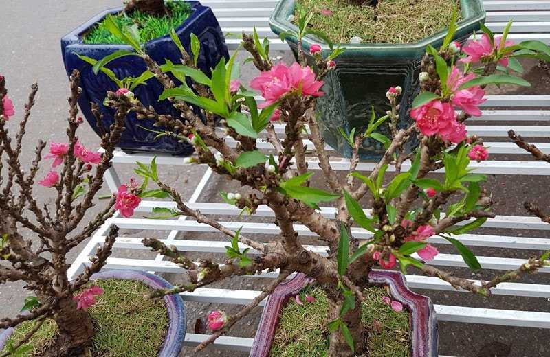 Chán đào khủng, dân Hà Nội tìm mua đào 2 gang tay