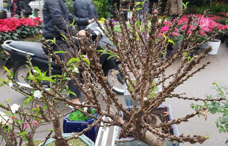 Chán đào khủng, dân Hà Nội tìm mua đào 2 gang tay