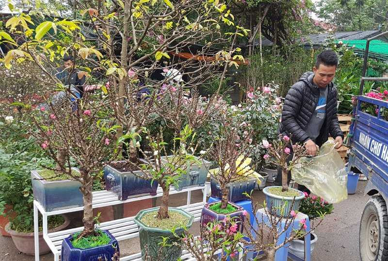 Chán đào khủng, dân Hà Nội tìm mua đào 2 gang tay