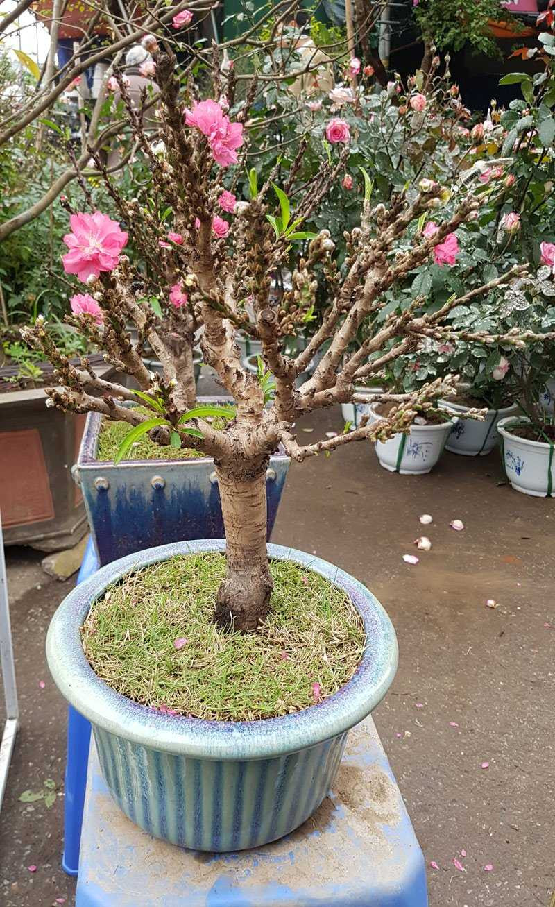 Chán đào khủng, dân Hà Nội tìm mua đào 2 gang tay