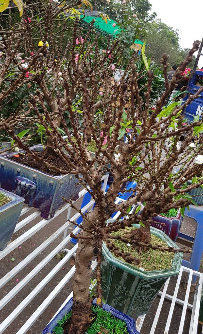 Chán đào khủng, dân Hà Nội tìm mua đào 2 gang tay