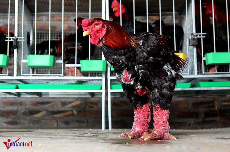 'Vua gà' đẹp bậc nhất xứ Đông Tảo