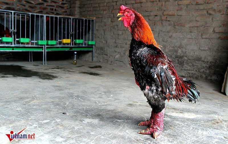 'Vua gà' đẹp bậc nhất xứ Đông Tảo