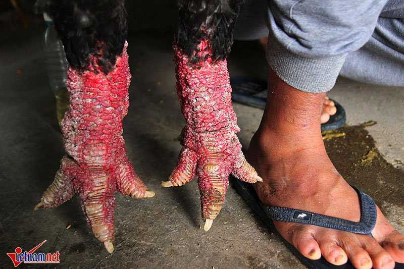 'Vua gà' đẹp bậc nhất xứ Đông Tảo