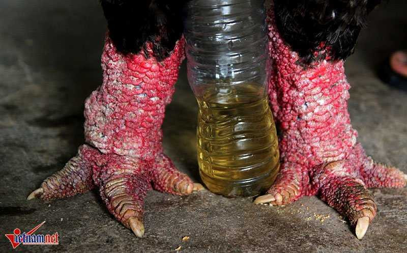 'Vua gà' đẹp bậc nhất xứ Đông Tảo