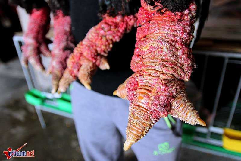 'Vua gà' đẹp bậc nhất xứ Đông Tảo