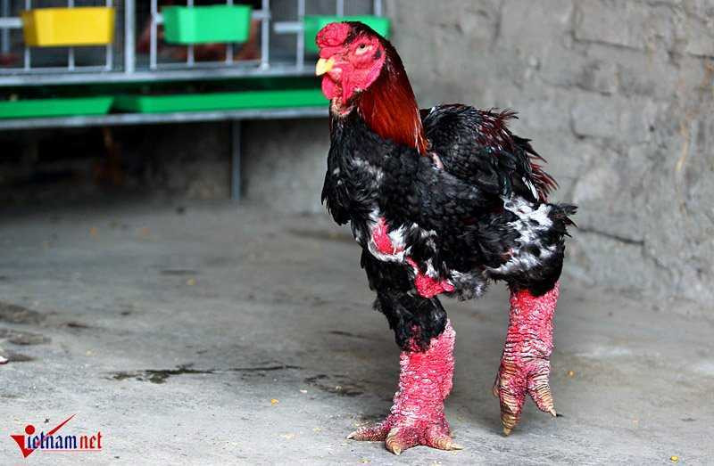'Vua gà' đẹp bậc nhất xứ Đông Tảo
