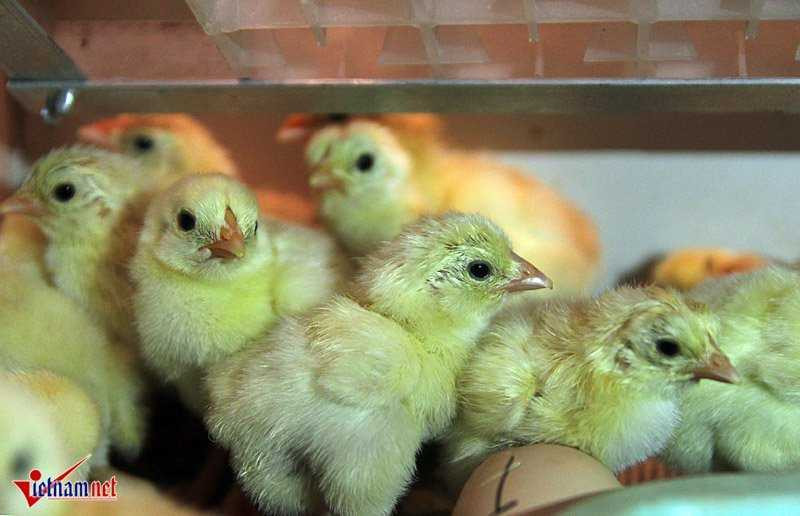 'Vua gà' đẹp bậc nhất xứ Đông Tảo