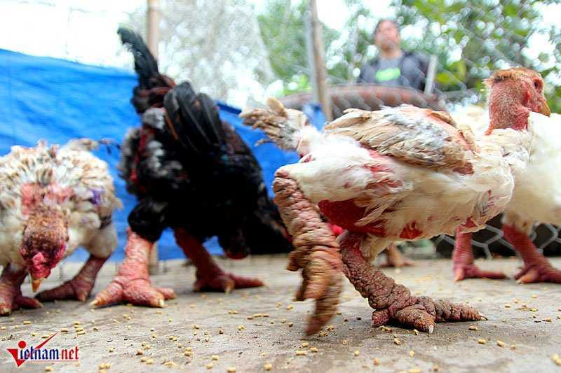 'Vua gà' đẹp bậc nhất xứ Đông Tảo