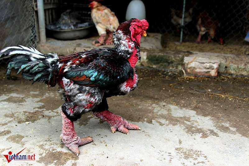 'Vua gà' đẹp bậc nhất xứ Đông Tảo