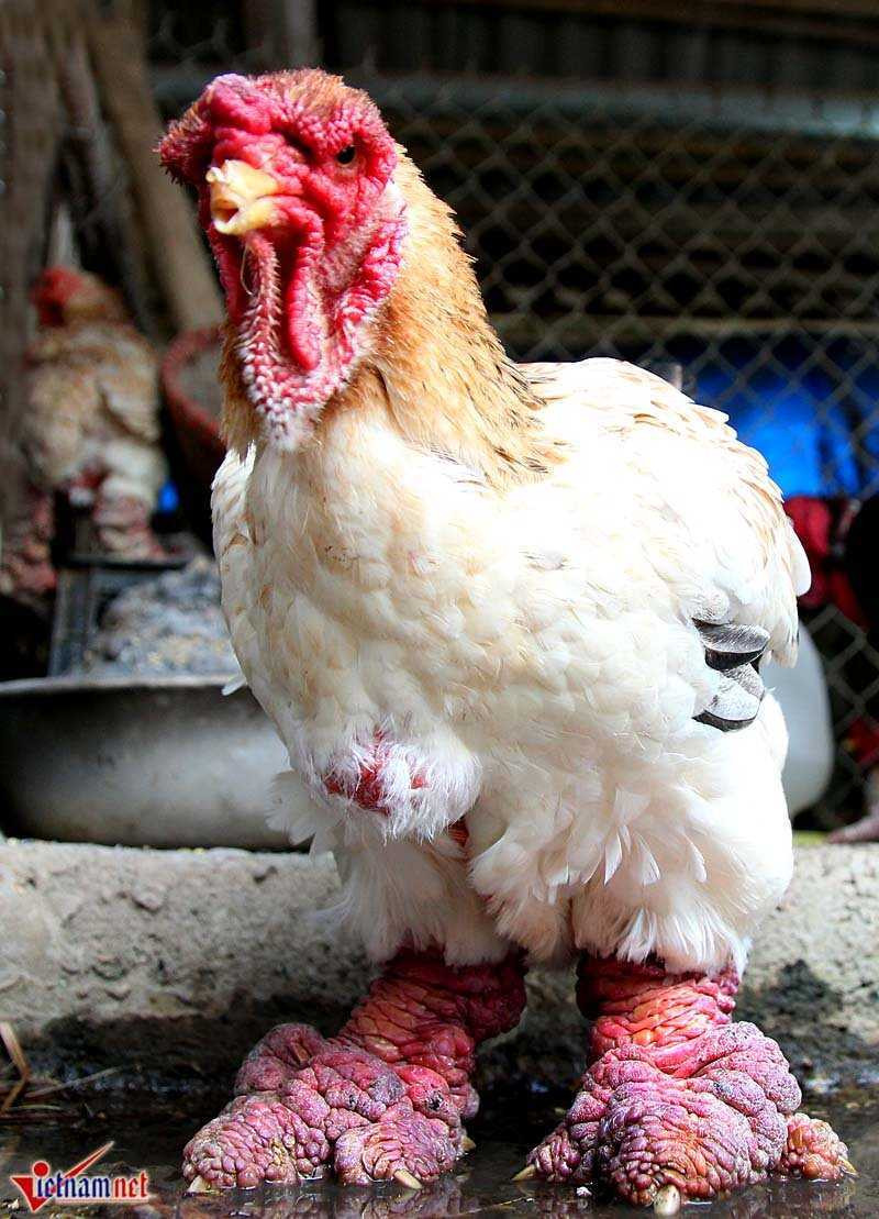 'Vua gà' đẹp bậc nhất xứ Đông Tảo