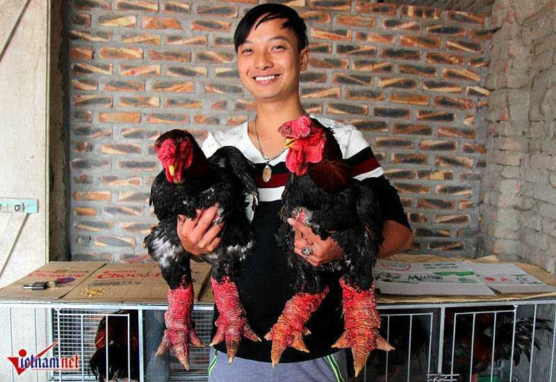 'Vua gà' đẹp bậc nhất xứ Đông Tảo