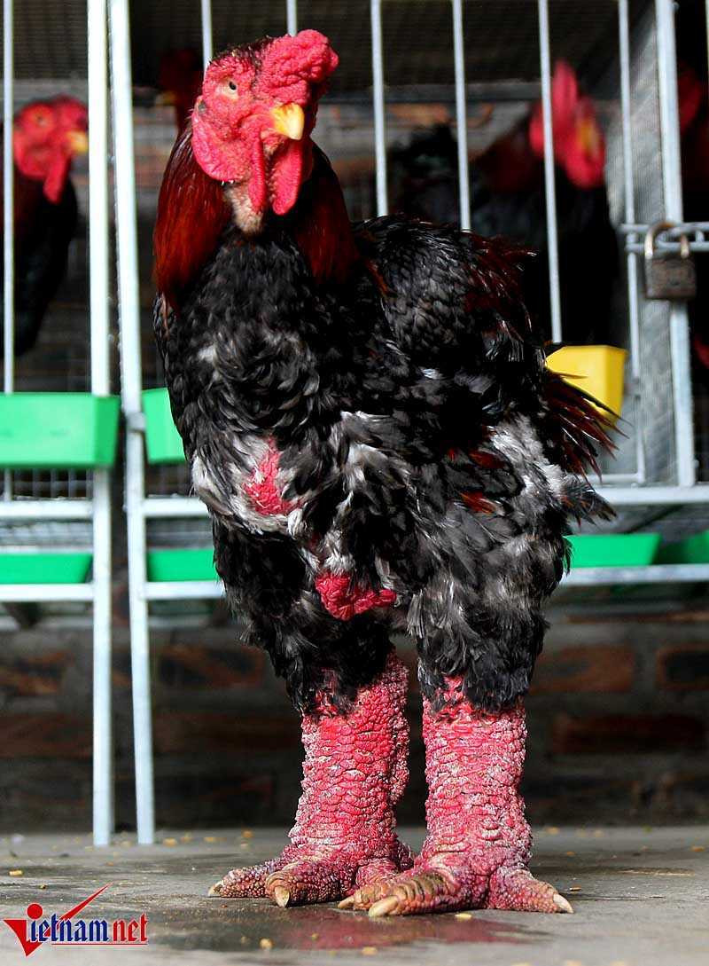 'Vua gà' đẹp bậc nhất xứ Đông Tảo