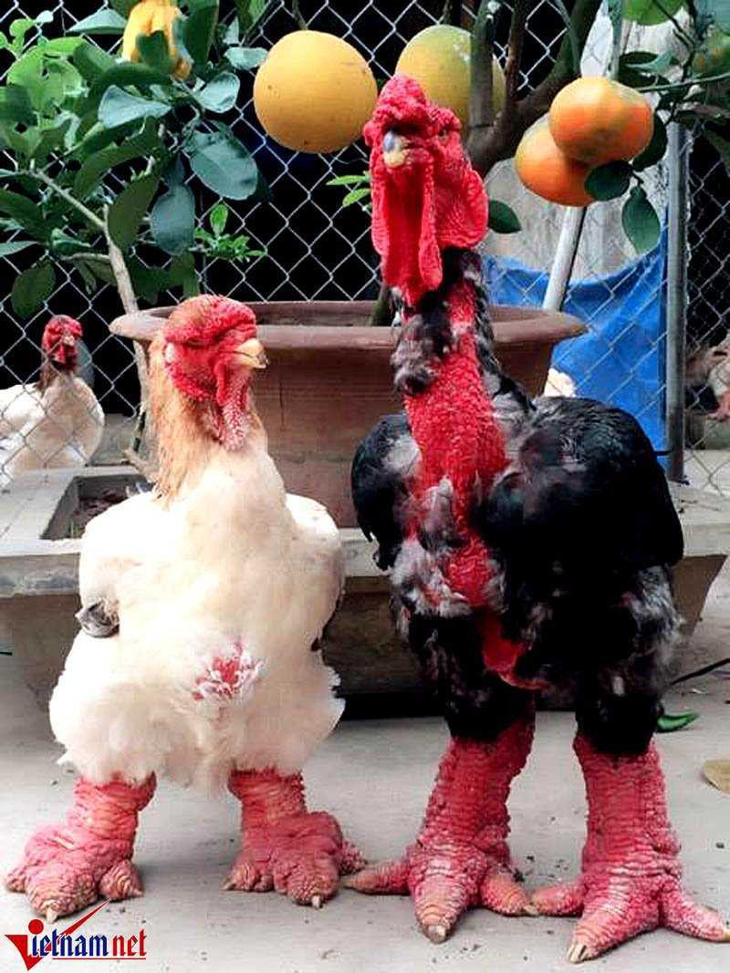 'Vua gà' đẹp bậc nhất xứ Đông Tảo